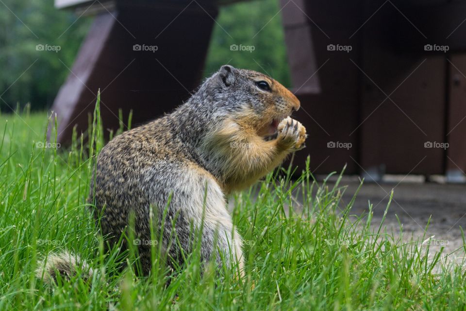 Many shades of grey prairie dog