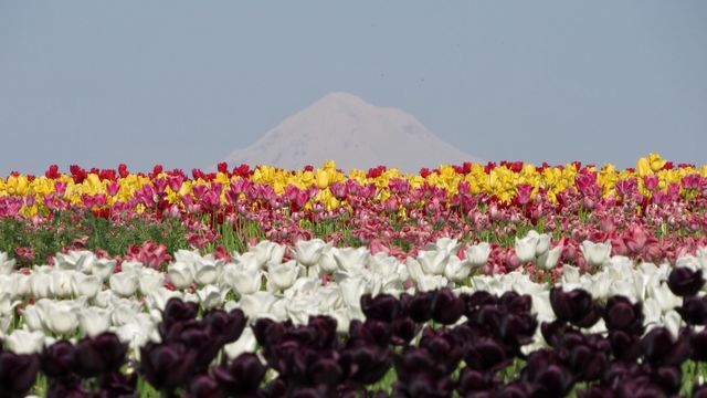 Wooden shoe tulip farm, Oregon 