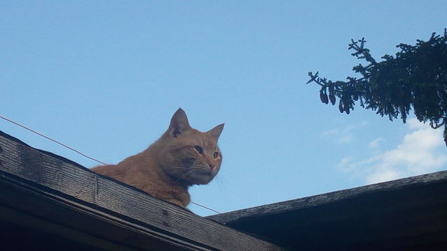 My cat