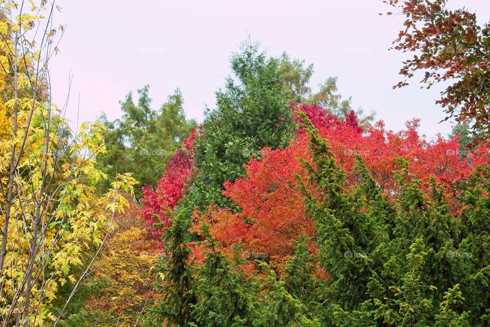 autumn tree in the park
