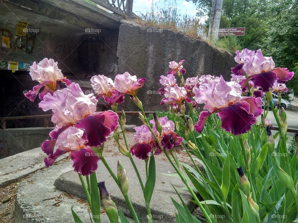 purple irises growing along the road