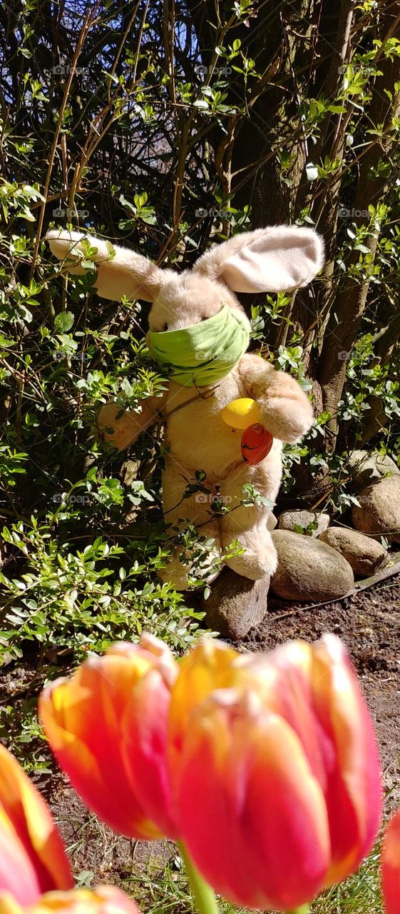 Flower, Nature, Tree, Leaf, Garden