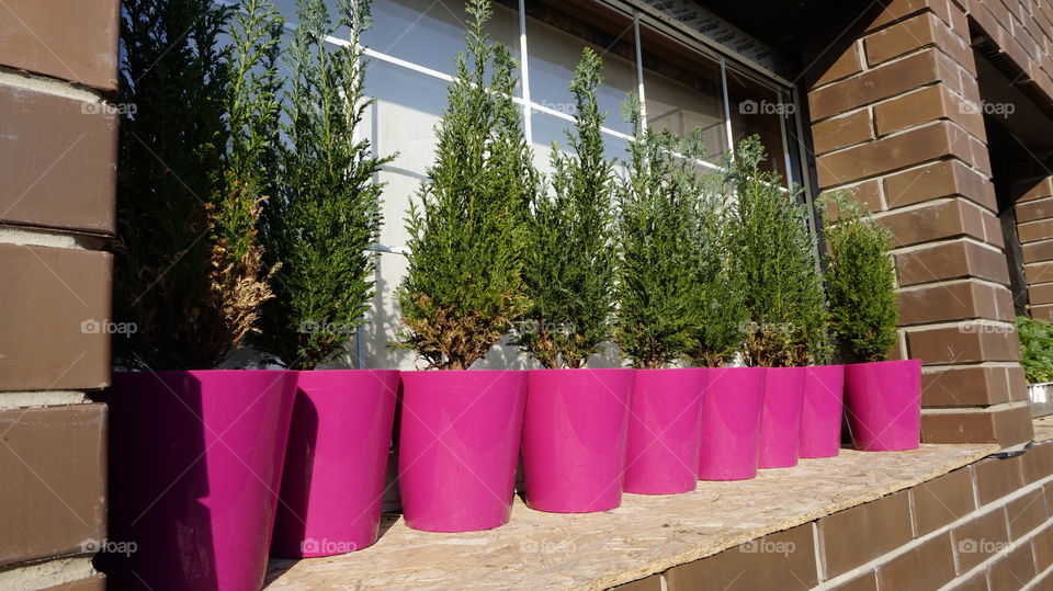Close-up of pink potted plant