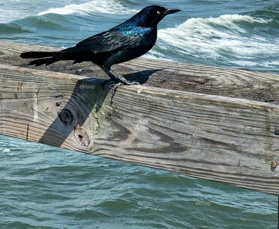 Beautiful Bird by the sea