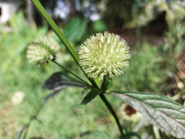 flowers in the garden,