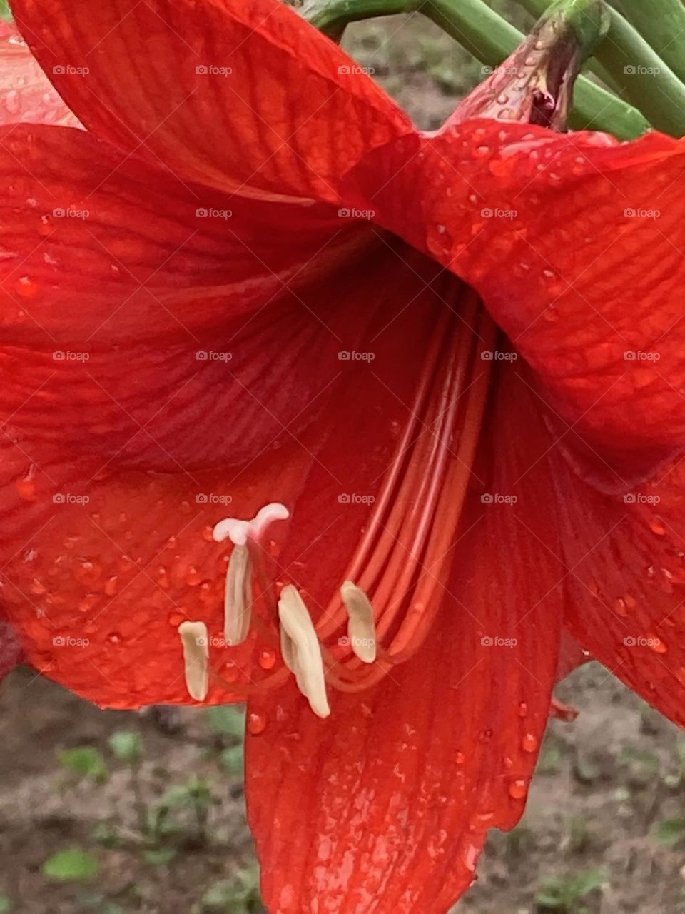 Flor macro de lírio vermelho. Flor com estruturas reprodutivas bem visíveis.
