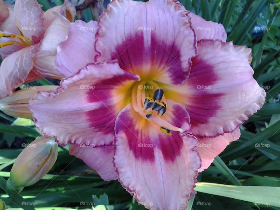 daylily. I loved how the color changes
