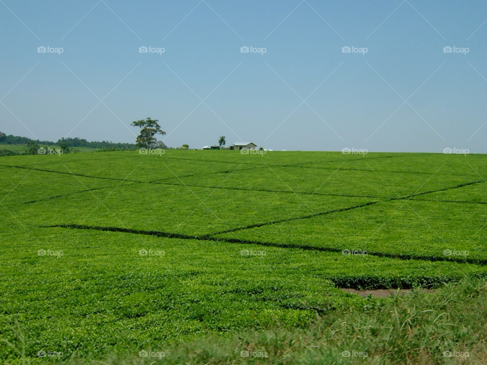 uganda uganda tea plantation. by ntiffin72