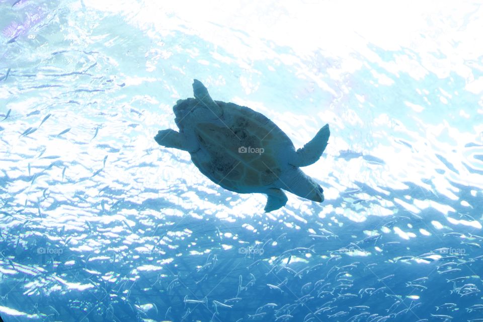 Sea turtle from below 