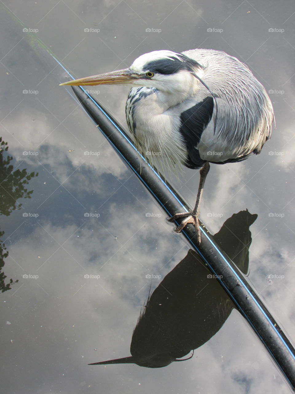 Heron. Herons are my heros
