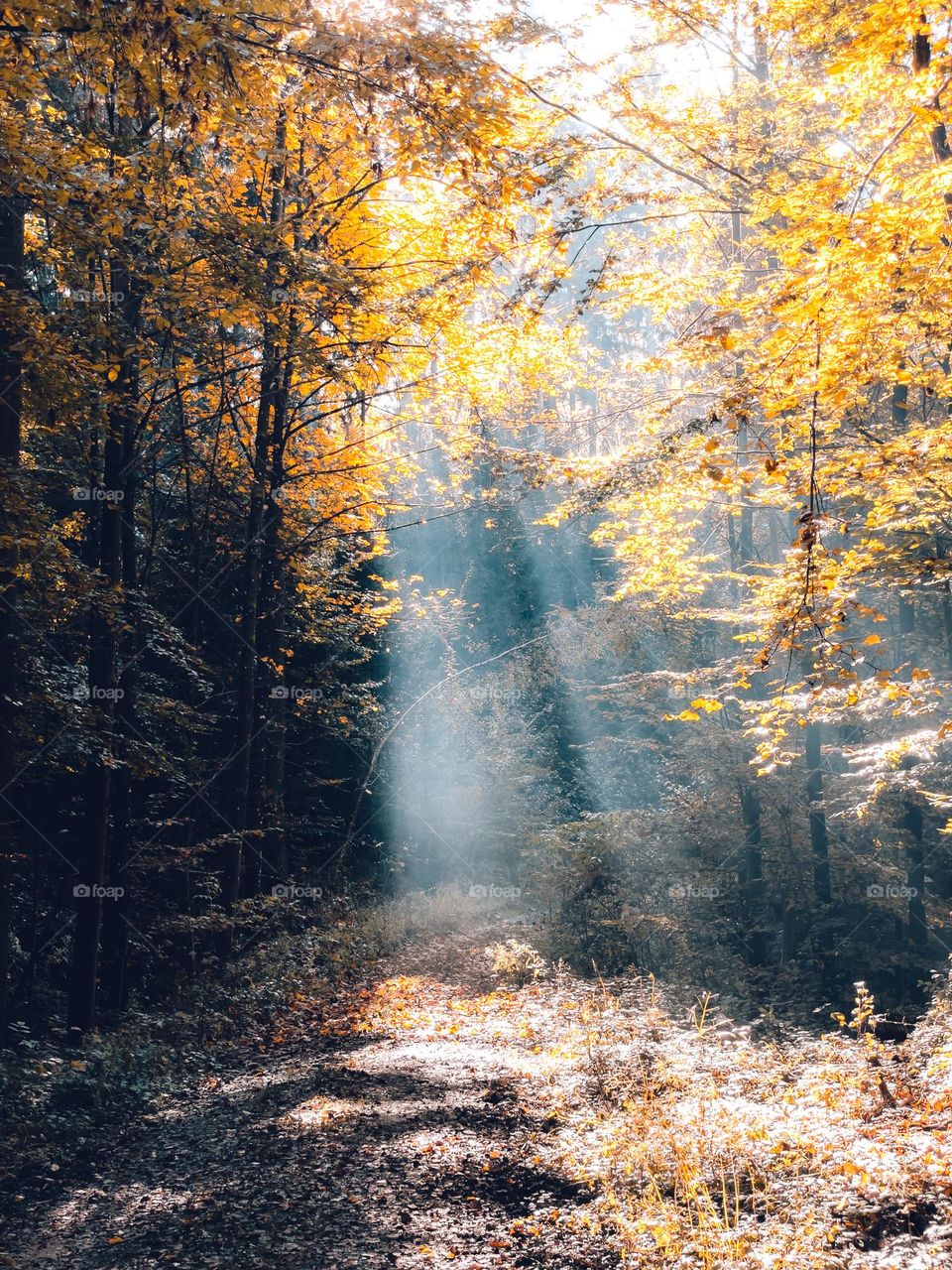 Sun beams coming through the trees