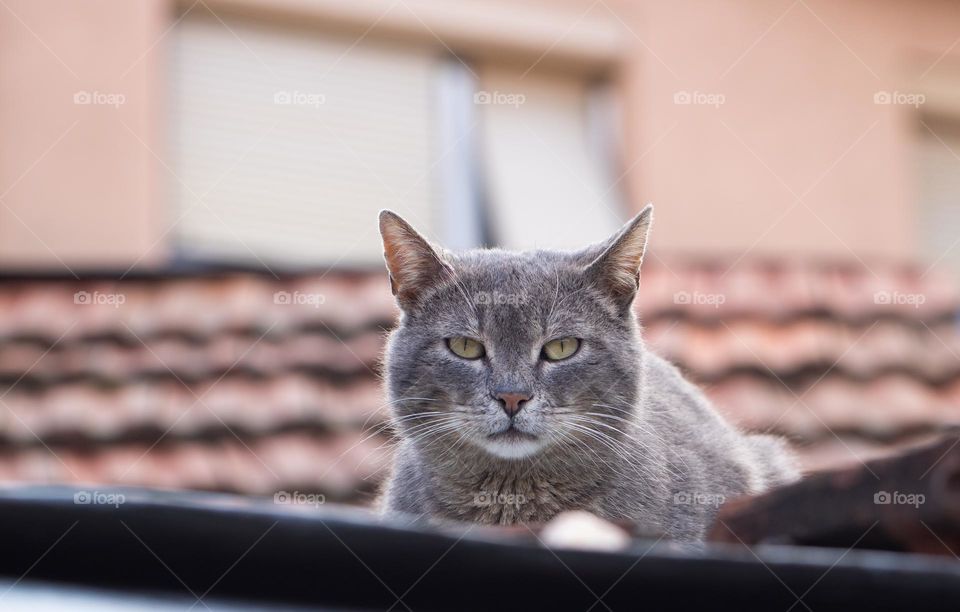 Cat on the roof