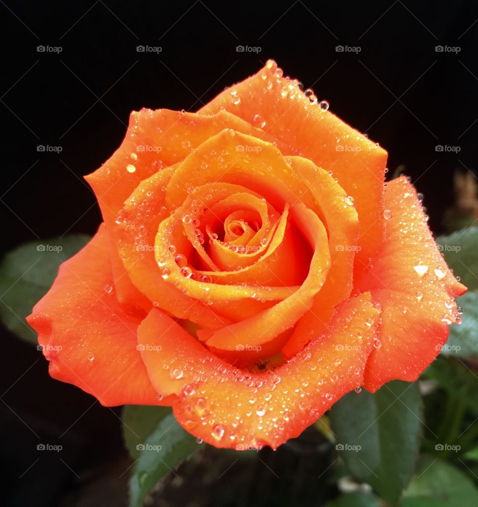 Nice orange rose 