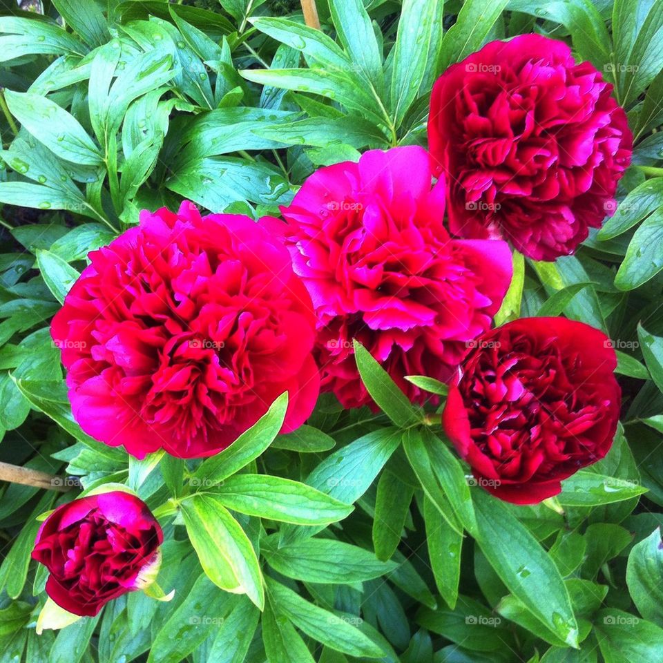Peony flowers