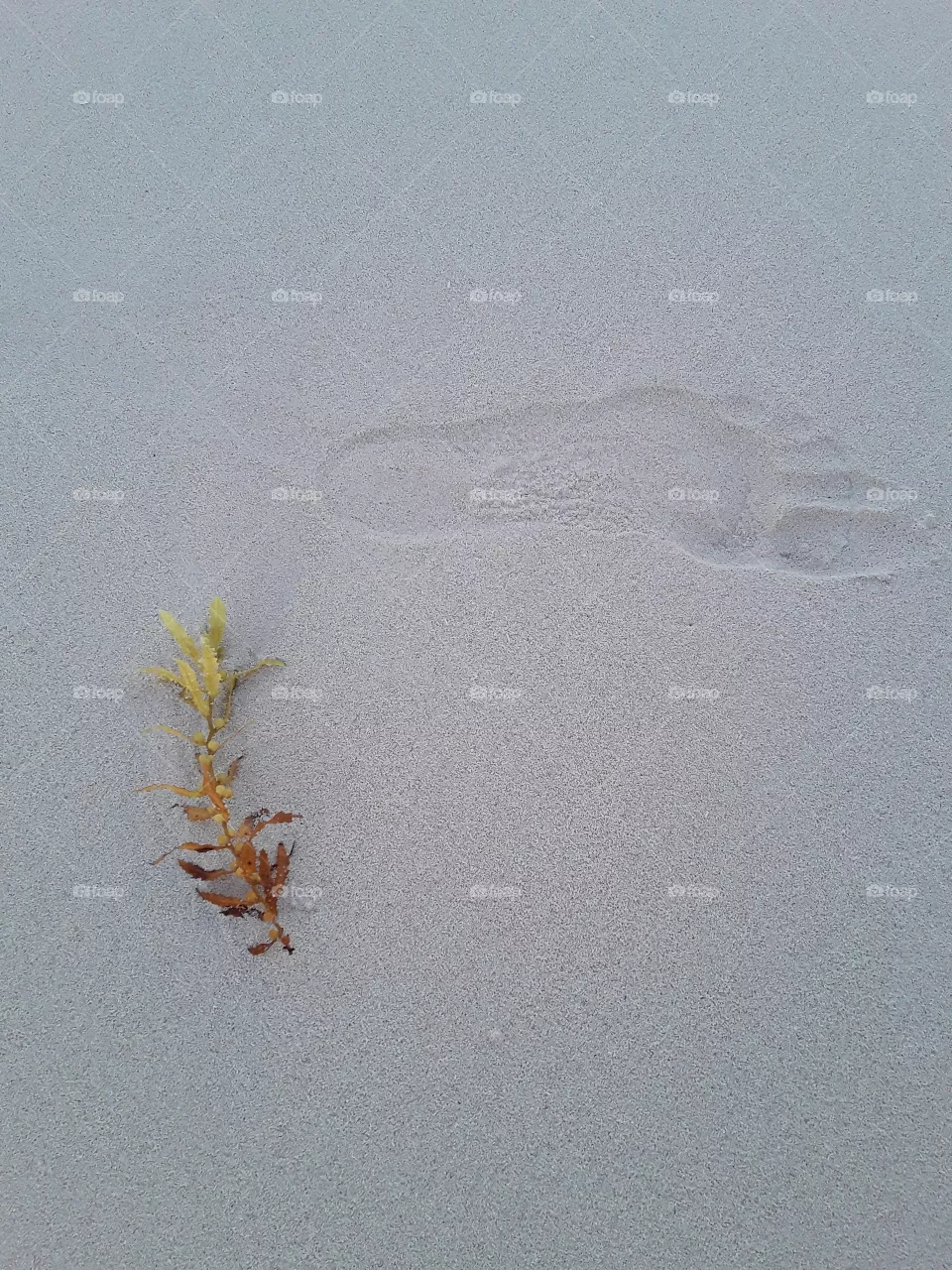 algae and human footprint on the squeak. everyone leaves their mark