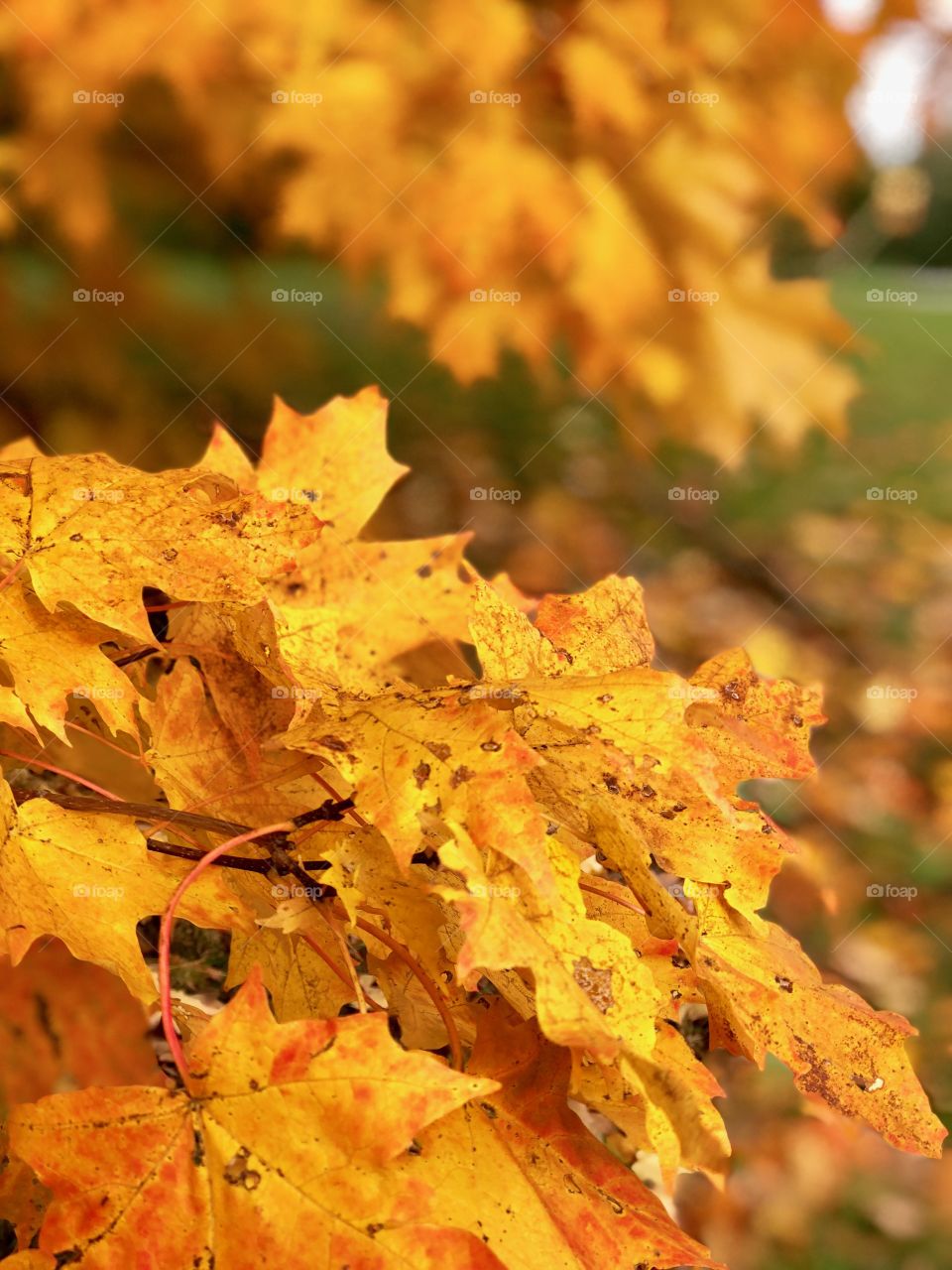 Michigan drive in October