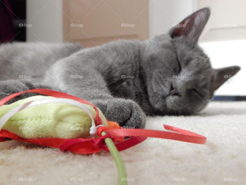 Lazy cat doesn't have even one more bat left in him for his favorite toy.