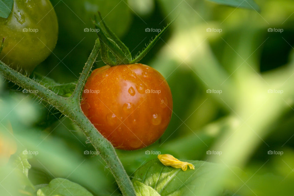 Cherry tomato on the vine