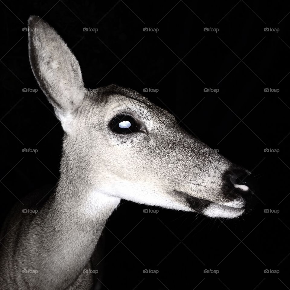 Late night visitor. Key deer looking for .. ?