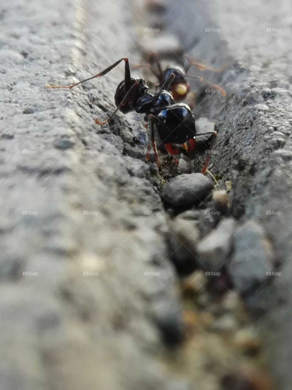 fourmis, ants