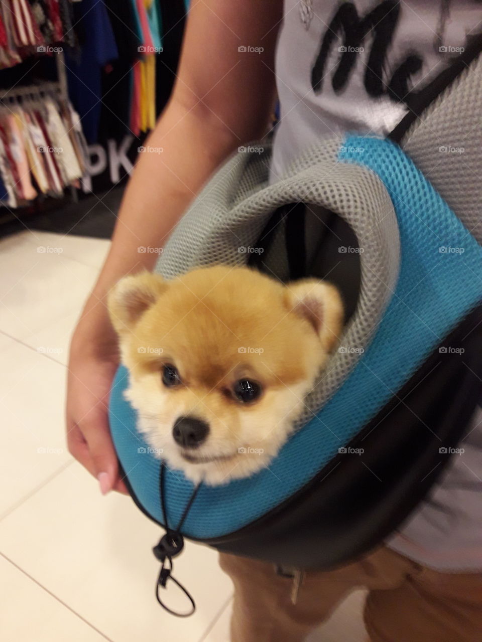 the head of tea cup dog "pomeranian" come out from the bag.