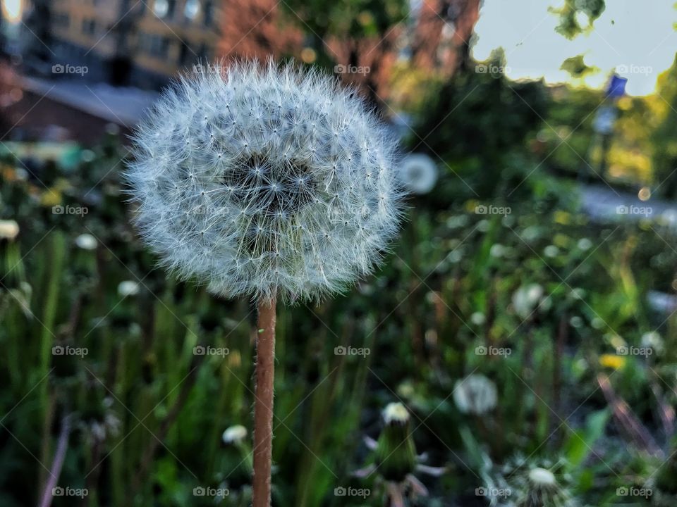 Plant on summer days