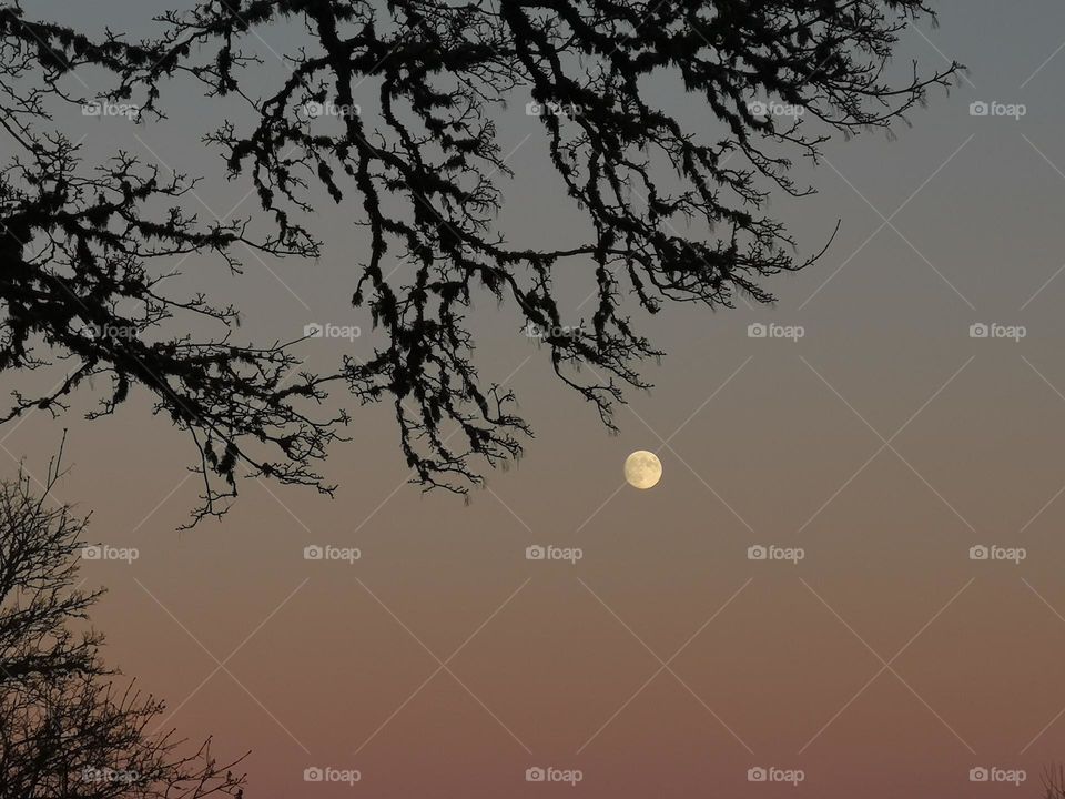 Pink sky and beautiful moon with tree branches