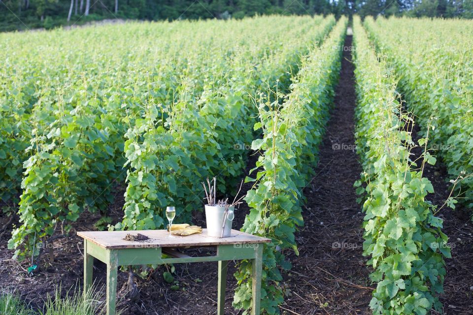 Champagne vineyard 