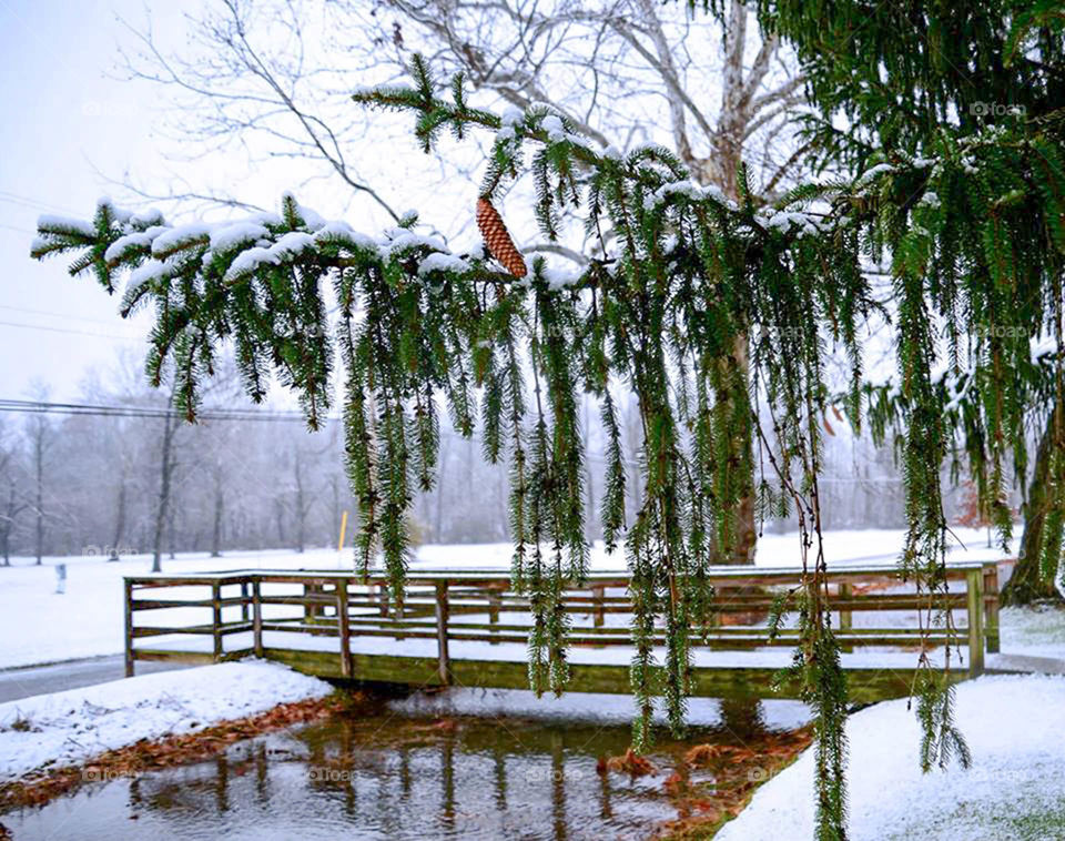 hanging pine cones. snow covered pine tree