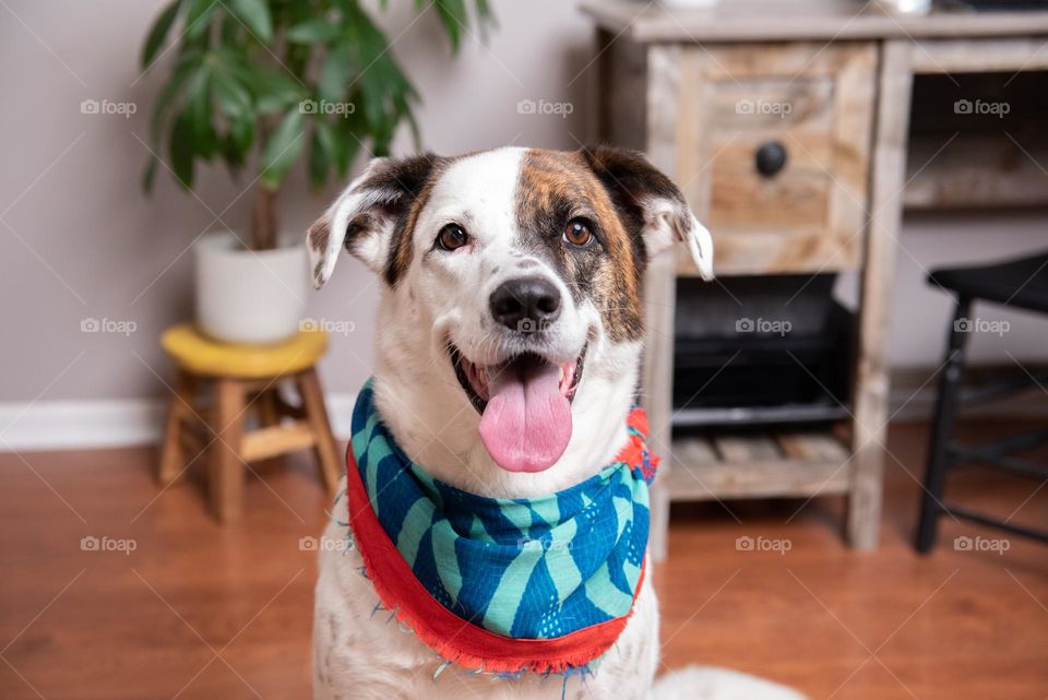Pet portrait of a mixed breed happy dog smiling with tongue out in a home 
