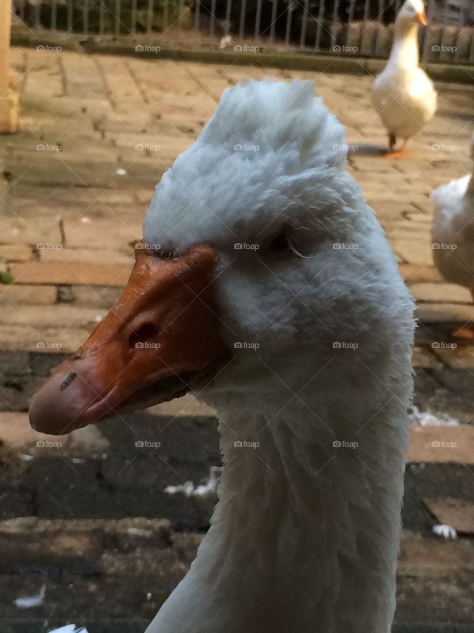 Barcelona goose