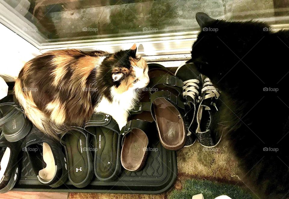 It’s fun for these cats to play win a pile of shoes!