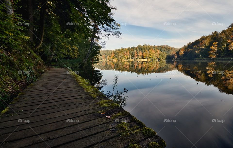 Forest by the Trakoscan lake in Croatia, county hrvatsko zagorje