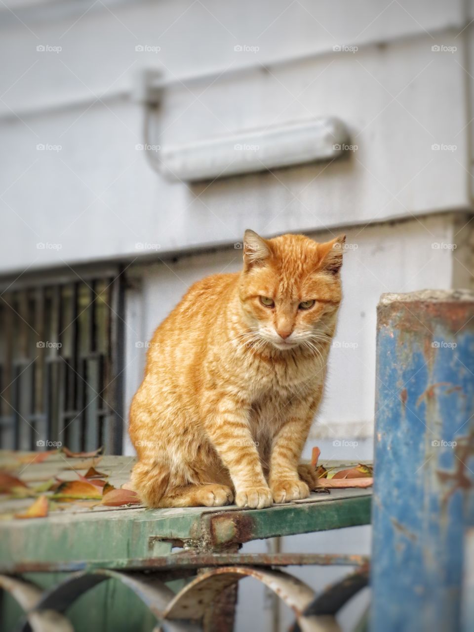 Italian cat Sorrento