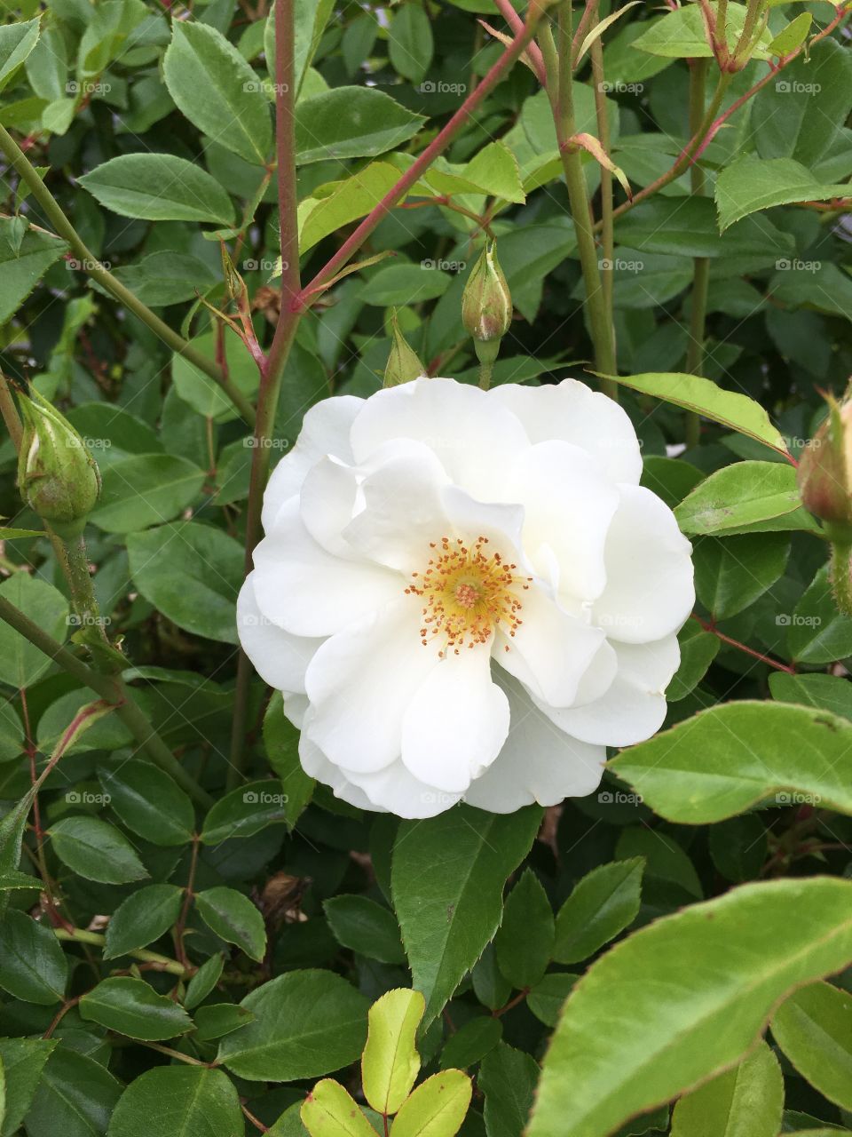 White flower 