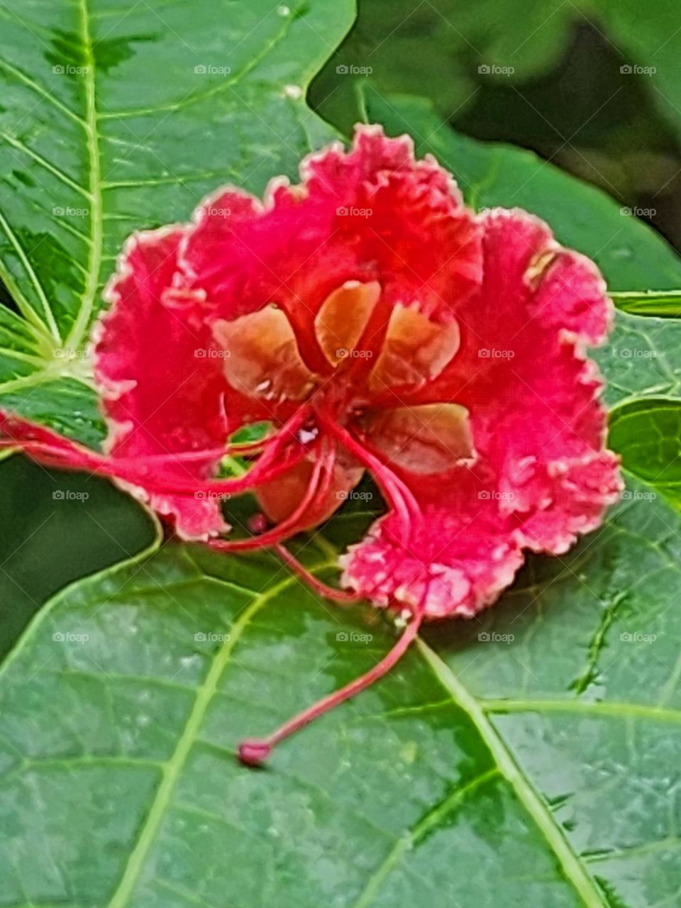 soft landing Barbados pride