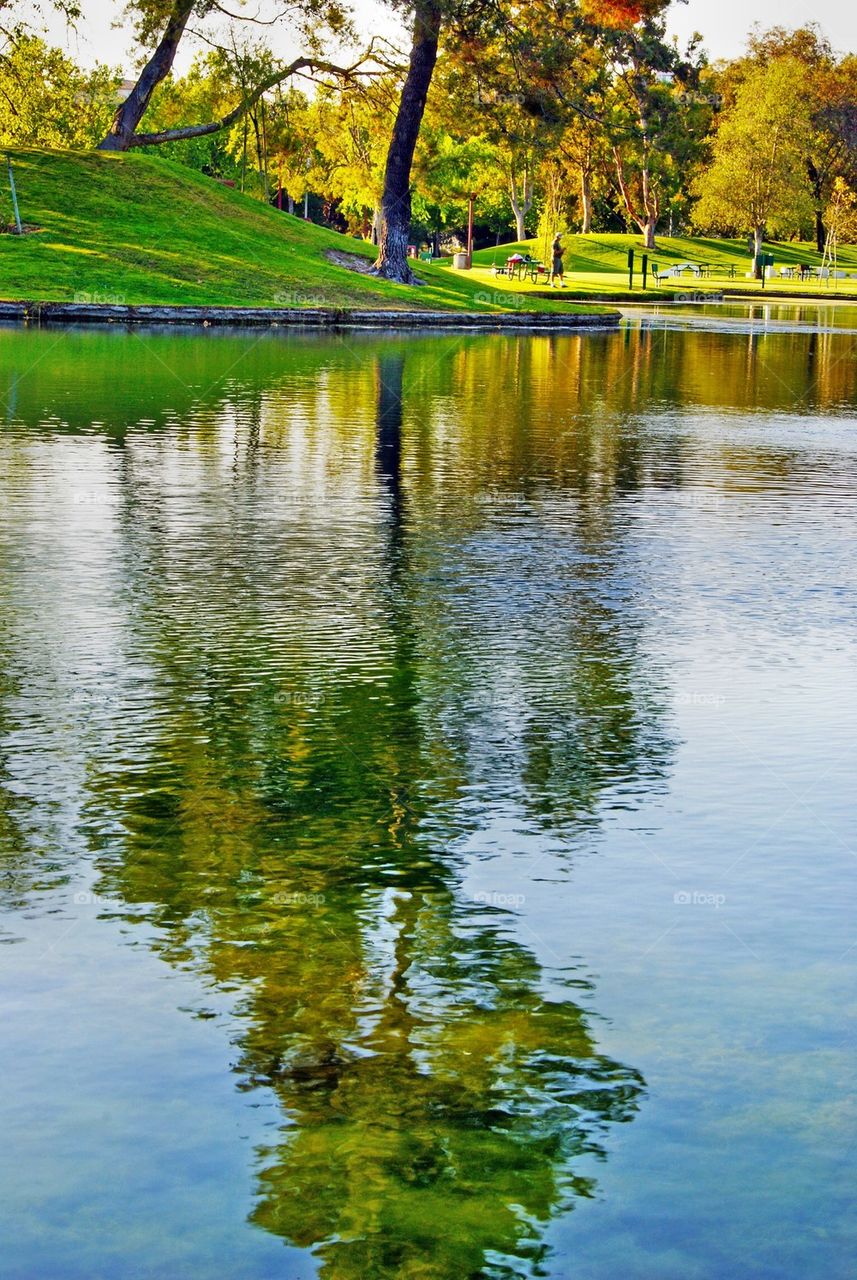 Reflection of tree in lake