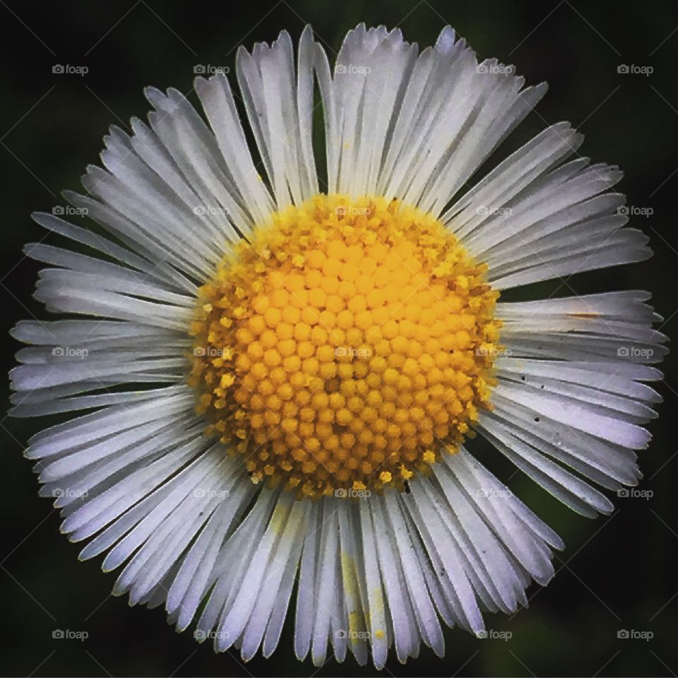 Macro shot of single daisy flower bloom known as Southern Fleabane wildflower 