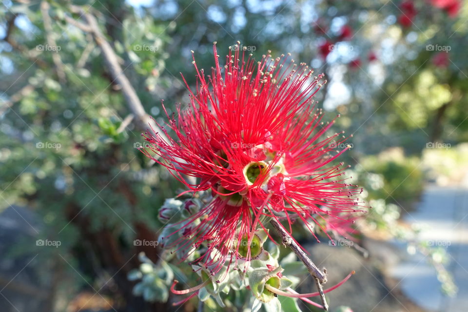 Red wildflower called granite kunzea in Kings Park, Perth, Western Australia.