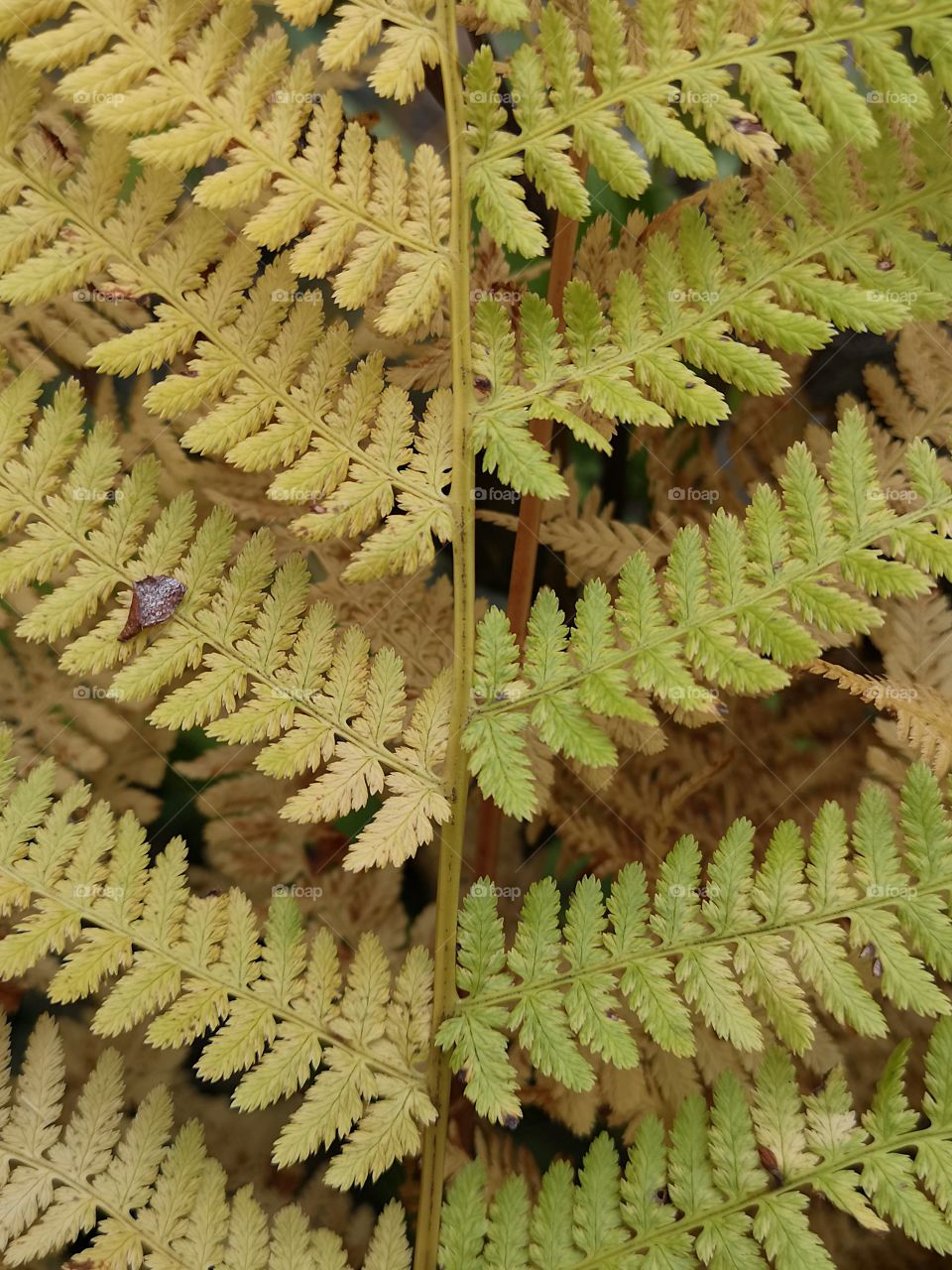 Autumn is coming and color all the plants in the most beautiful colors, this fern is proof of that😍❤️