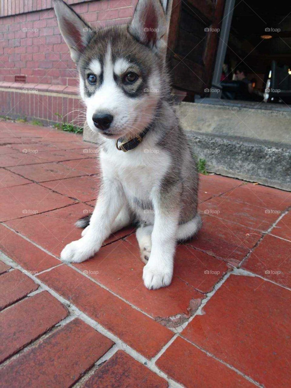 puppy Zeus
