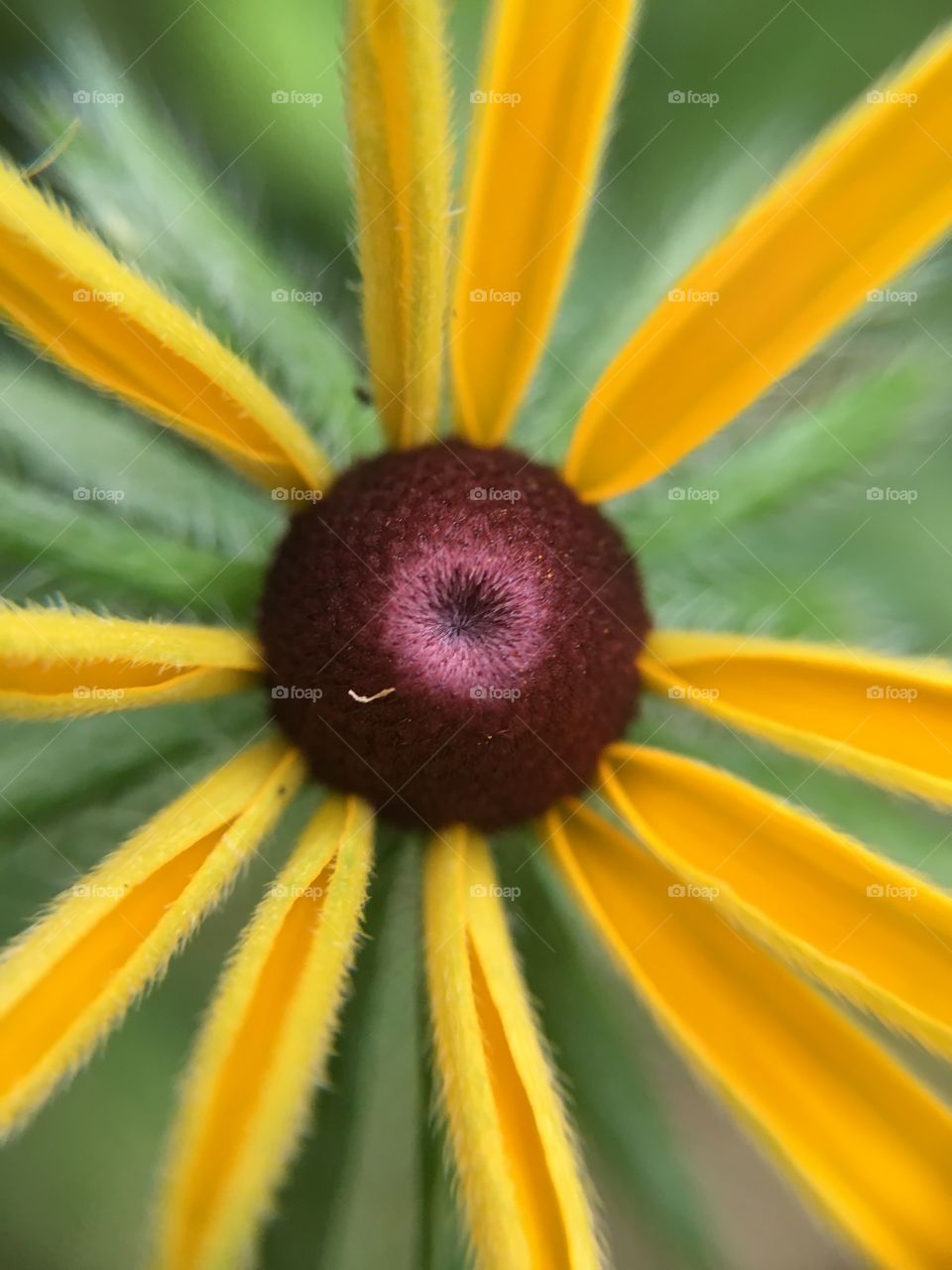 Black-eyed Susan 