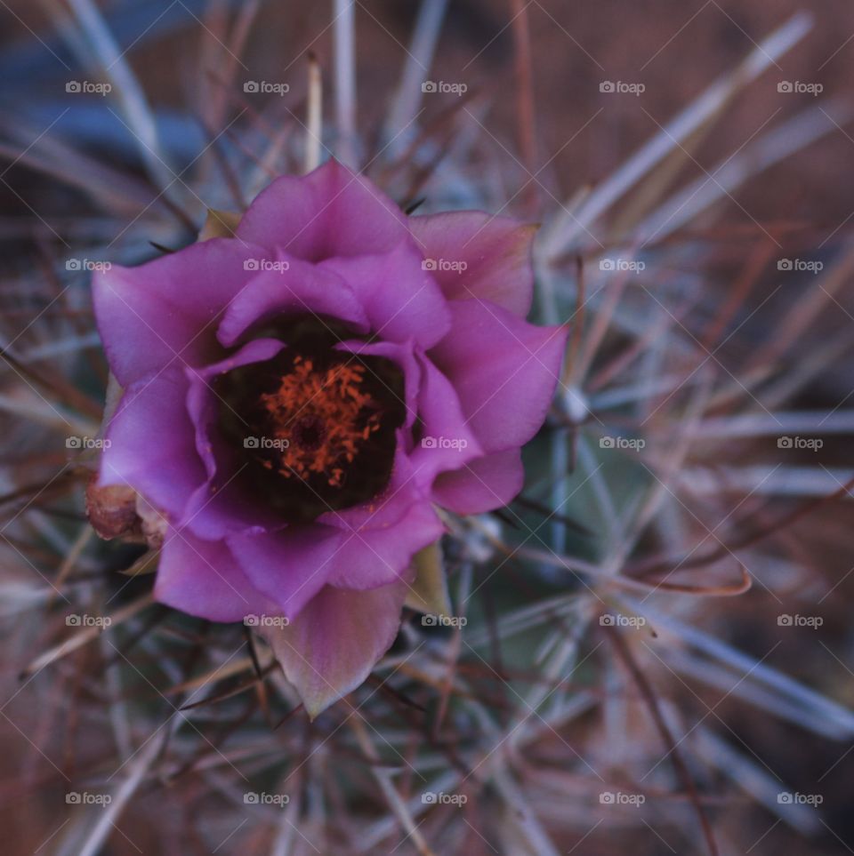 Desert Cactus Flower