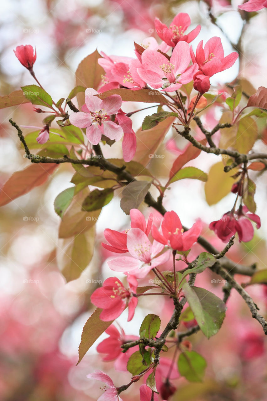 crab apple tree bloomed