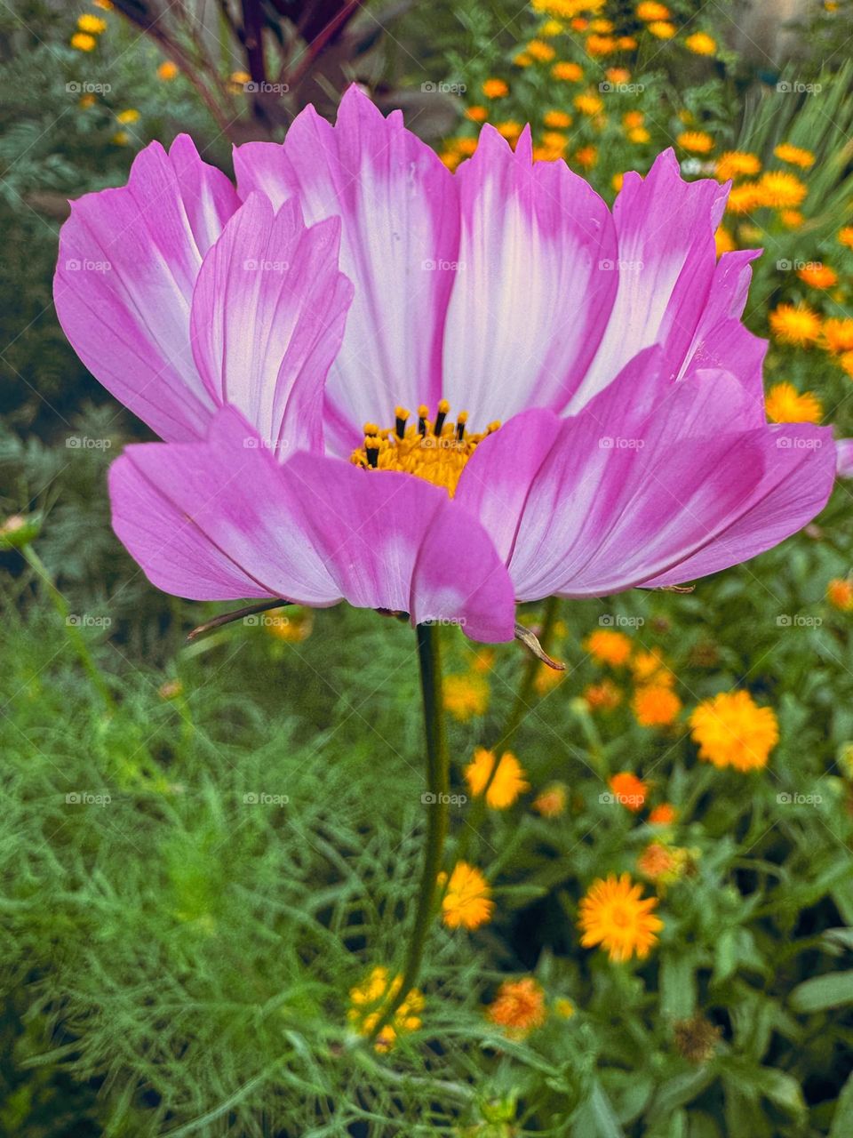 Feel the tenderness…