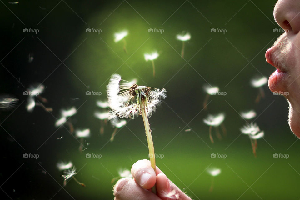 Flying dandelion seeds