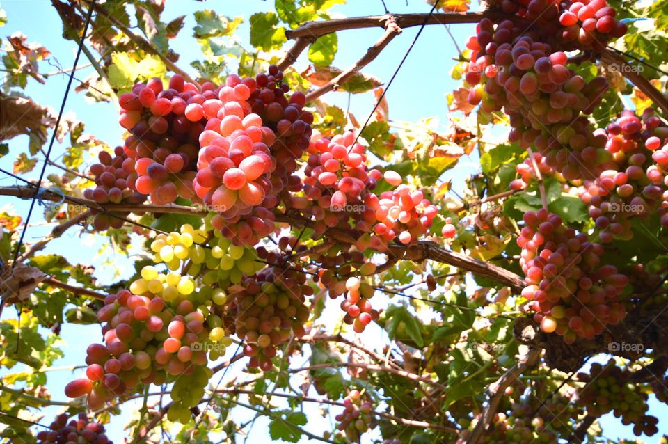 bright bunches of grapes hanging down from the branches of the vine at the winegrowers plantation harvesting pink variety