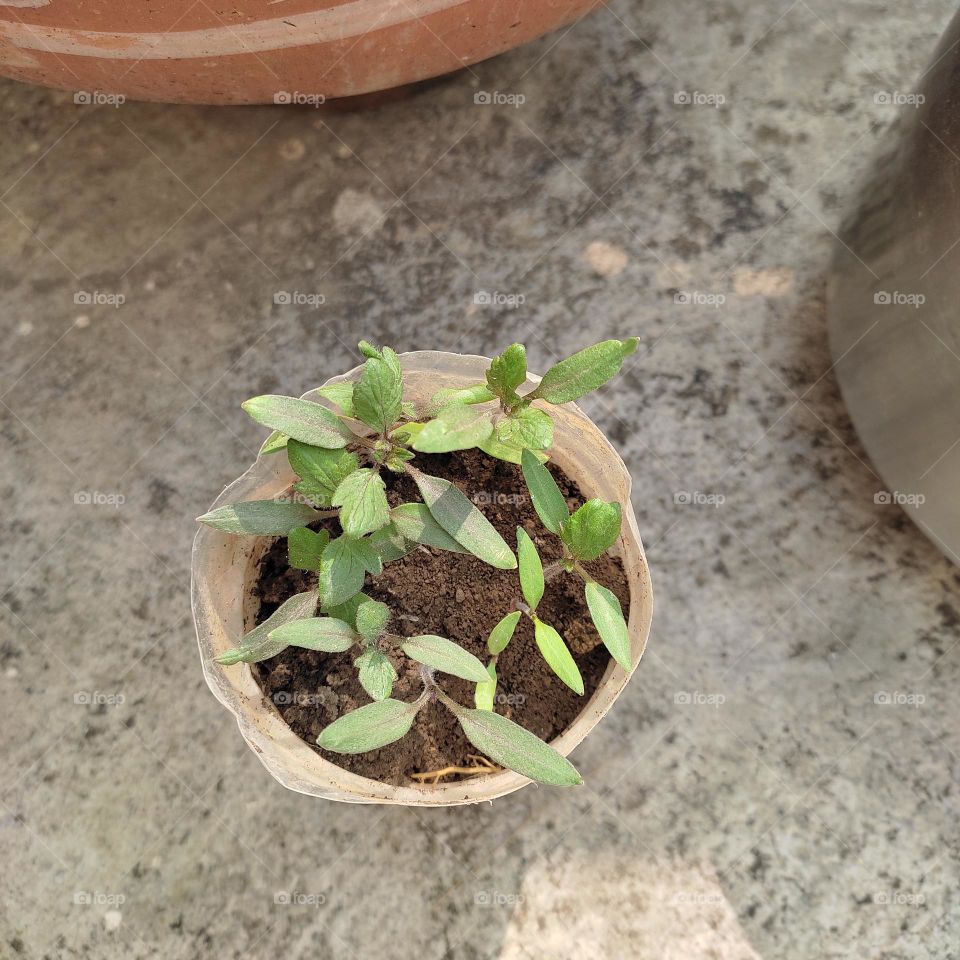 tomato saplings.