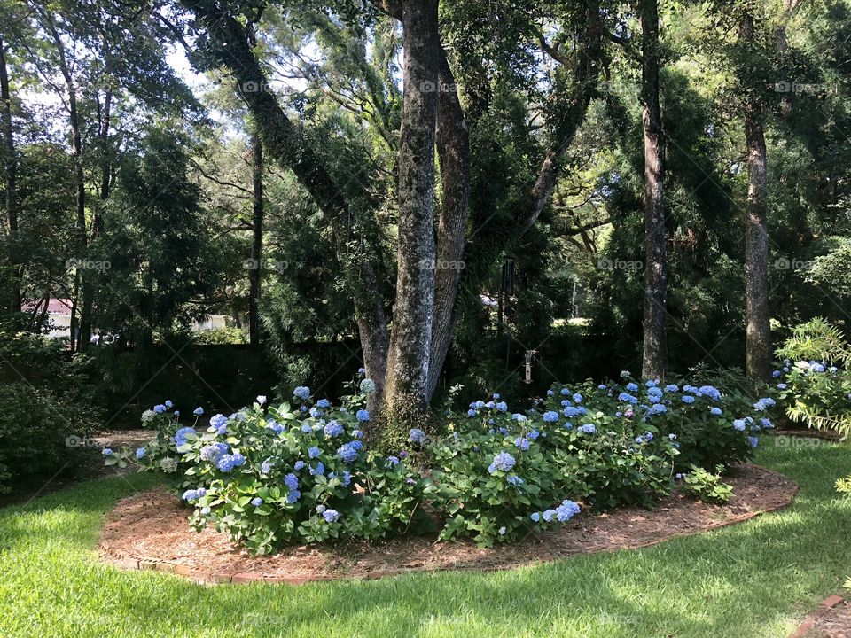 Blue flowers around a tree