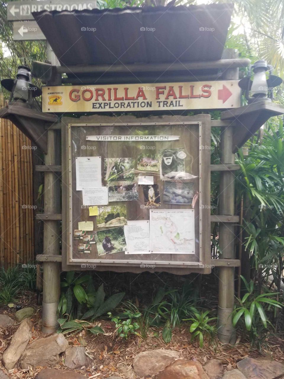 Mundo dos gorilas